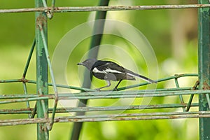 Oriental magpie robin on the fence