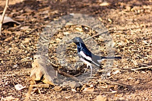 Oriental magpie-robin foraging in leaf litter for insects, Gir National Park, Gujarat, India