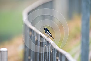 Oriental Magpie Robin Formal Name: Copsychus saularis