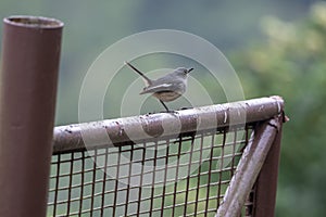 Oriental Magpie Robin Formal Name: Copsychus saularis