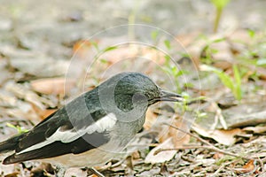 Oriental magpie robin is on the ground,