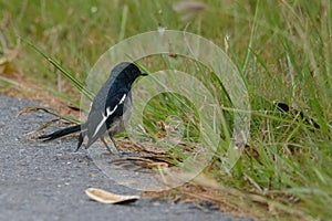 Oriental Magpie-robin on the ground