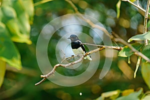 Oriental magpie robin is hang on the branch of tree in the afternoon