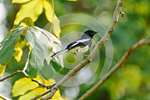 Oriental magpie robin is hang on the branch of tree in the afternoon