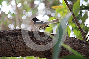 Oriental Magpie Robin with insect meal