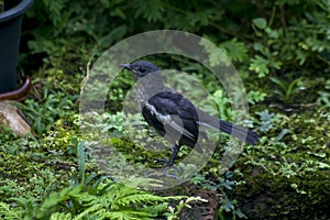 Oriental magpie robin on the lawn