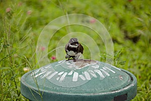 Oriental magpie robin on the lawn