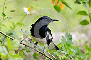Oriental Magpie Robin