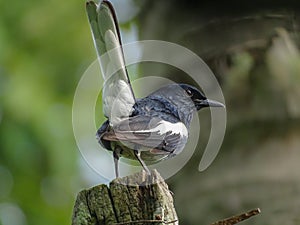 Oriental Magpie-Robin male.