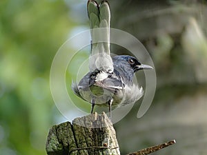 Oriental Magpie-Robin male.