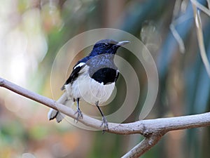 Oriental Magpie-Robin Male