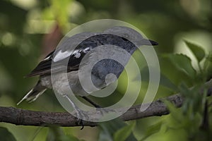Oriental magpie robin male bird