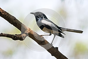 An Oriental Magpie Robin (Male) perched on a tree in Mumbai, India