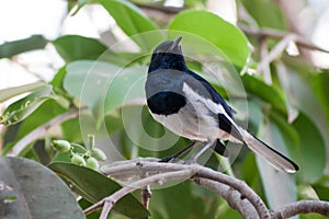 An Oriental Magpie Robin (Male) perching on a tree in Mumbai, India