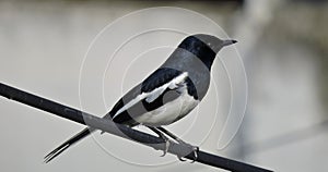 The Oriental Magpie Robin in Monsoon