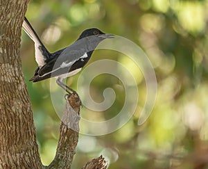 An Oriental Magpie Robin National bird of Bangladesh perched in a tree with signature upright tail posture and bokeh background.