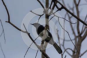 Oriental magpie-robin. oriental magpie-robin is a small passerine bird occurring across most of the Indian subcontinent and parts