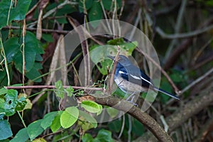 Oriental magpie-robin. oriental magpie-robin is a small passerine bird occurring across most of the Indian subcontinent and parts