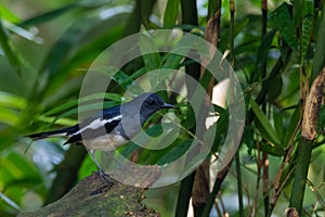 Oriental magpie-robin. oriental magpie-robin is a small passerine bird occurring across most of the Indian subcontinent and parts