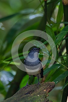 Oriental magpie-robin. oriental magpie-robin is a small passerine bird occurring across most of the Indian subcontinent and parts