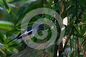 Oriental magpie-robin. oriental magpie-robin is a small passerine bird occurring across most of the Indian subcontinent and parts