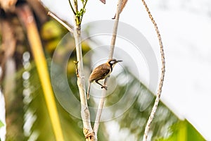 Oriental Magpie Robin perched