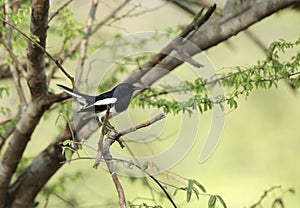 Oriental Magpie-Robin perched on a tree