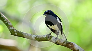 Oriental magpie robin perched on a tree branch against a green natural background
