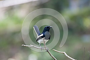 Oriental magpie robin