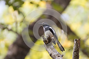Oriental magpie robin