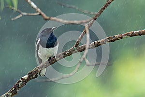 Oriental Magpie Robin perching on a branch while raining