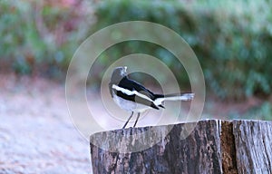 Oriental Magpie Robin Perching on Tree Stump