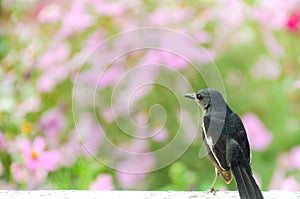 Oriental magpie robin and pink flower background