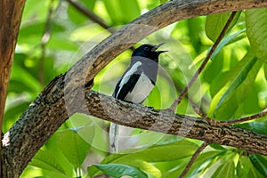 Oriental magpie robin singing