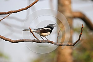 Oriental magpie-robin sings on a tree with sunshine in the evening nature background