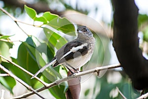 Oriental Magpie Robin sitting on a branch