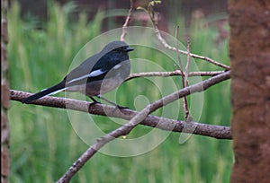 Oriental Magpie Robin sitting on a branch of a tree.(Selective Focus)