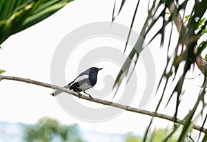 Oriental magpie robin, a small passerine bird
