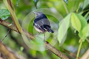 Oriental magpie-robin is a small passerine bird occurring across most of the Indian subcontinent and parts of Southeast Asia