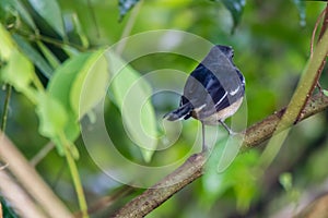 Oriental magpie-robin is a small passerine bird occurring across most of the Indian subcontinent and parts of Southeast Asia