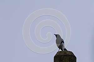 Oriental magpie-robin is a small passerine bird occurring across most of the Indian subcontinent and parts of Southeast Asia