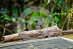 Oriental Magpie Robin standing on rotten branch wood. Beautiful black and white bird in the nature. Fraser\'s Hill, Malaysia