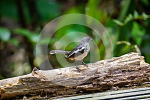 Oriental Magpie Robin standing on rotten branch wood. Beautiful black and white bird in the nature. Fraser\'s Hill, Malaysia