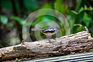 Oriental Magpie Robin standing on rotten branch wood. Beautiful black and white bird in the nature. Fraser\'s Hill, Malaysia
