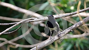 Oriental magpie-robin is standing on the tree