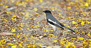 The Oriental Magpie Robin, A striking bird with its contrasting black and white plumage.