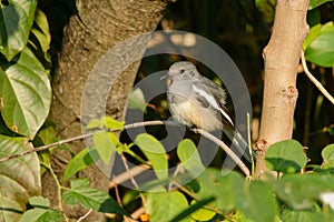 Oriental Magpie-robin in Taiwan