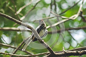 Oriental magpie robin on the tree