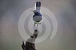 Oriental Magpie-Robin photo