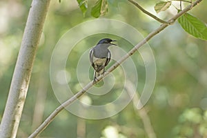 Oriental Magpie-Robin in a Tree